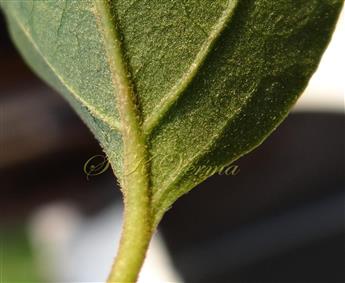  Leaf part-Abaxial view-Pubescent